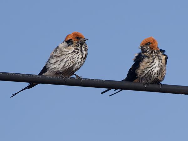 <h3><a href="/trips/tanzania/biota/animalia/chordata/aves/040 passeriformes/075 hirundinidae/cecropis abyssinica/cecropis abyssinica-nl.html">Cecropis&nbsp;abyssinica</a> / Lesser&nbsp;striped&nbsp;swallow / Savannezwaluw</h3>OM-1 Mark II met OLYMPUS M.150-400mm F4.5, 1/2000 sec  bij F4.5, ISO 250, afstand 13.5&nbsp;m